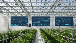 Village Farms Q1 2025 Analysis — Q1 Results, Cash Position & Strategic Cannabis Expansion