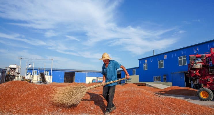 China Approves Brazilian Sorghum Imports as Trade Diversification Accelerates