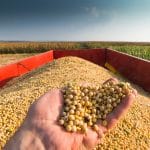 Can U.S. Soybean Farmers Recover as China Turns Away? Trump’s Trade War Leaves Crops Without Buyers