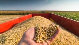 Can U.S. Soybean Farmers Recover as China Turns Away? Trump’s Trade War Leaves Crops Without Buyers