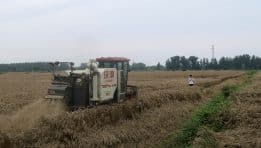 SKN | Wheat Prices Hit Three-Month High on China Demand Hopes, but Global Supply Looms Large