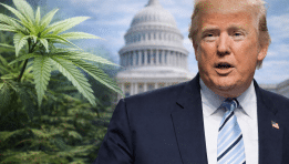 SKN | Is Washington Finally Softening Its Stance on Cannabis as Trump Signals Regulatory Shift?