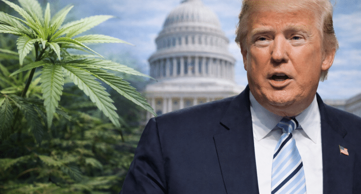SKN | Is Washington Finally Softening Its Stance on Cannabis as Trump Signals Regulatory Shift?