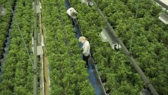 SKN | Can the Roundhill Cannabis ETF’s Sudden Rally Signal a Real Turning Point for the Sector?