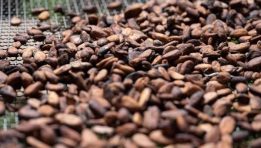 SKN | Ivory Coast Cocoa Traceability Stalls as EU Anti-Deforestation Rules Near
