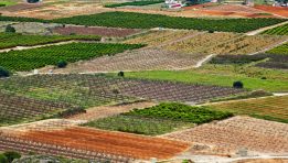 SKN | Can the New U.S.-China Farm Deal Signal a Broader Economic Reset Between Washington and Beijing?