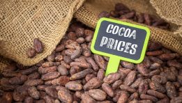 SKN | Cocoa Prices Rise as Chocolate Demand Recovers, but Can Stronger Processing Sustain the Rally?